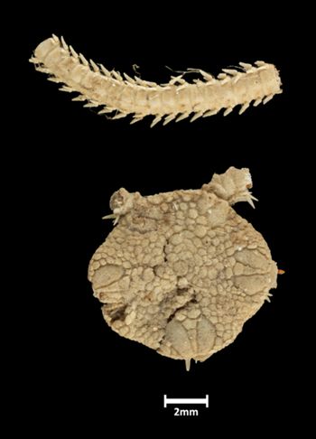 Media type: image;   Invertebrate Zoology OPH-1468 Description: Top down view of single ophiuroid specimen, disk and separated partial arm, with a scale bar.Handwritten labels for this specimen included in the specimen tray.;  Aspect: dorsal